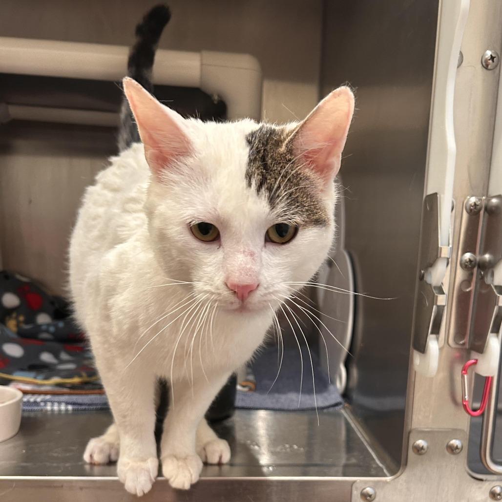 Enlarge Cygnus, a ADOPTABLE Domestic Short Hair in Evanston, IL image 1/1