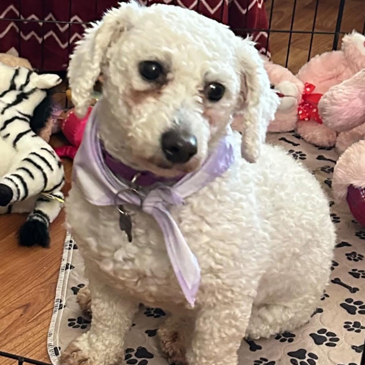 Primrose, a ADOPTABLE Bichon Frise in Buffalo, NY image 2/6