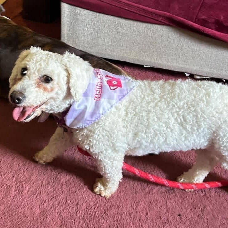 Primrose, a ADOPTABLE Bichon Frise in Buffalo, NY image 5/6