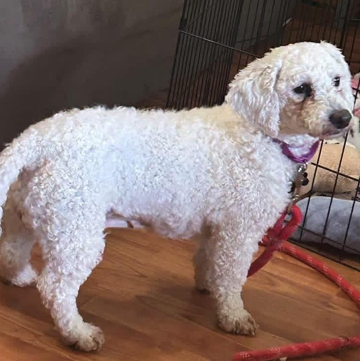 Primrose, a ADOPTABLE Bichon Frise in Buffalo, NY image 6/6