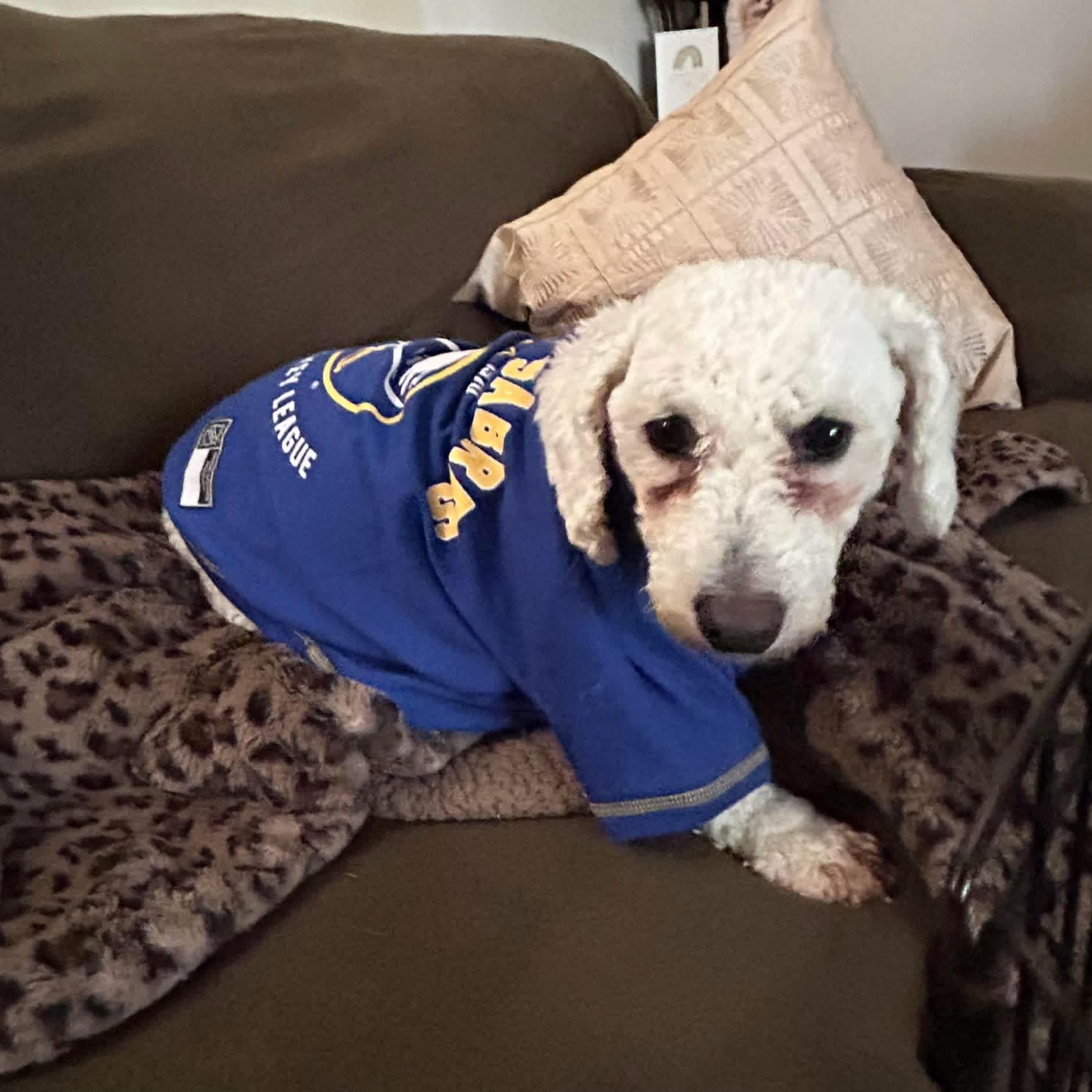 Primrose, a ADOPTABLE Bichon Frise in Buffalo, NY image 3/6