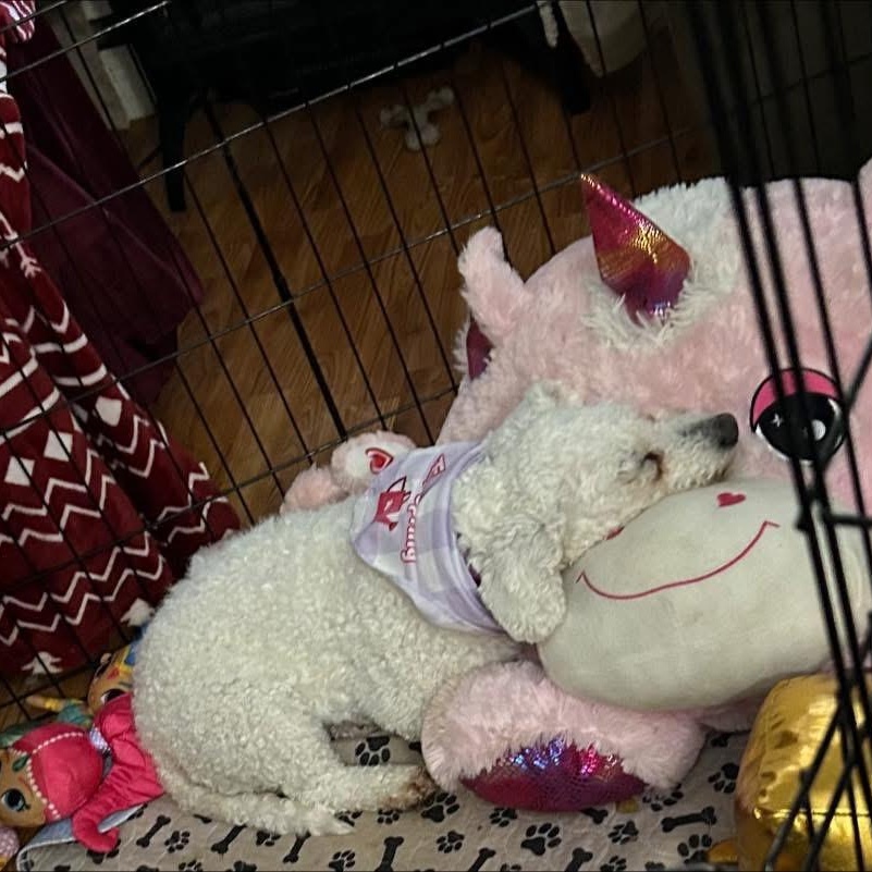 Primrose, a ADOPTABLE Bichon Frise in Buffalo, NY image 4/6
