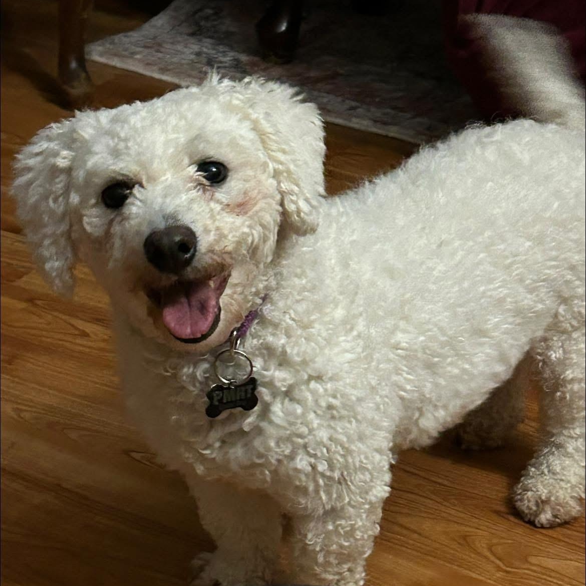 Primrose, ADOPTABLE, Adult Female Bichon Frise.