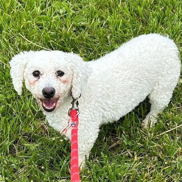 Primrose, a ADOPTABLE Bichon Frise in Buffalo, NY image 1/6