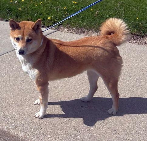 AKI (ohiosdrescue@gmail.com), adopted, Adult Female Shiba Inu.