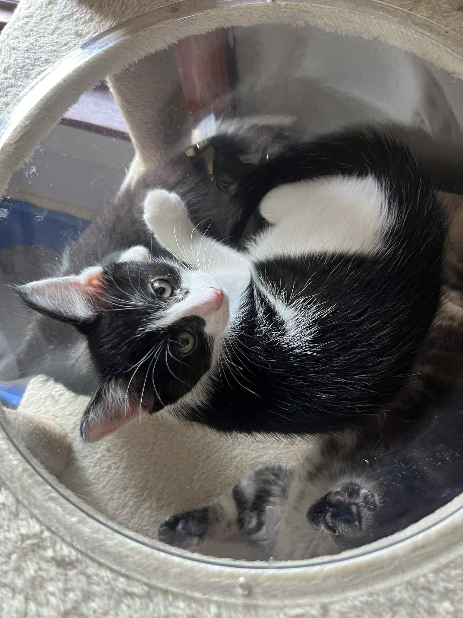 Henbit, Adoptable, Kitten Female Domestic Short Hair.