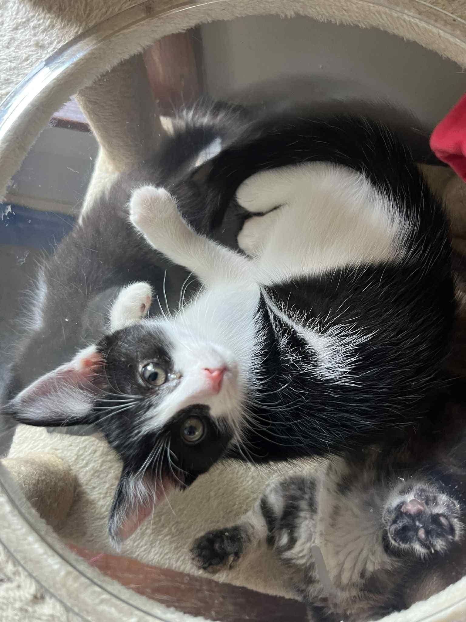 Henbit, a Adoptable Domestic Short Hair in Wadsworth, OH image 2/2