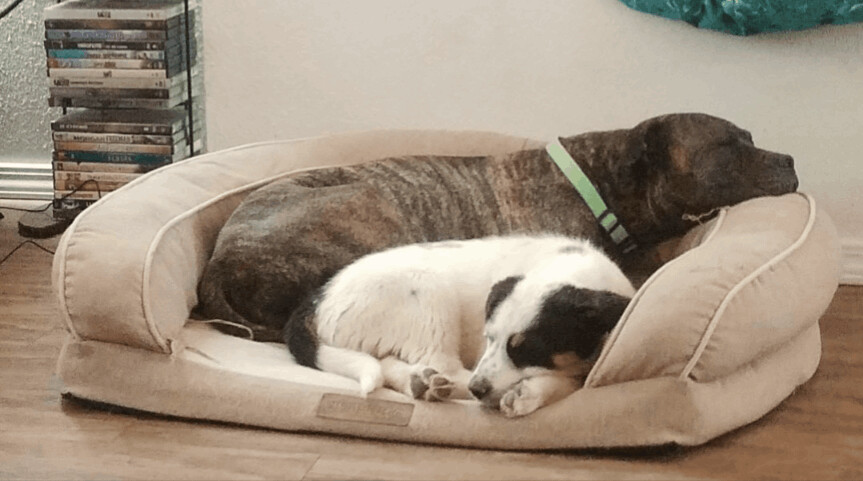 LUCIA (Lou see a), a Adoptable mixed breed in Pena Blanca, NM image 1/12