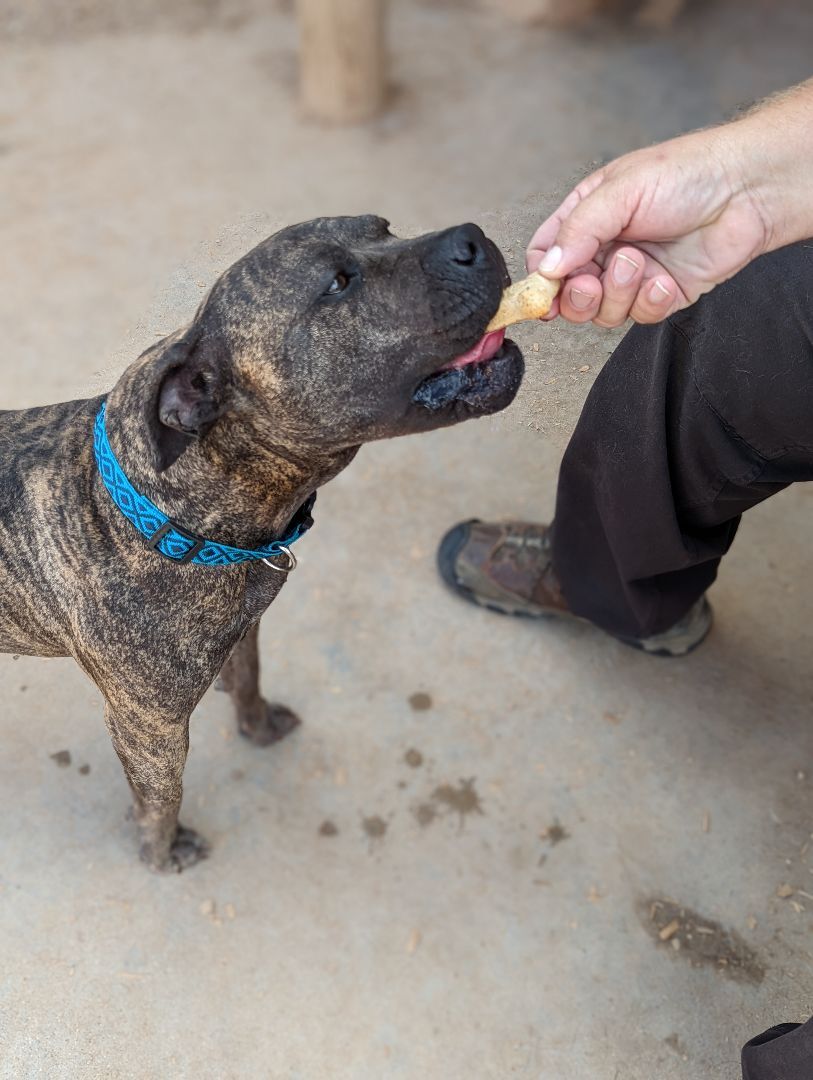 LUCIA (Lou see a), a Adoptable mixed breed in Pena Blanca, NM image 2/12