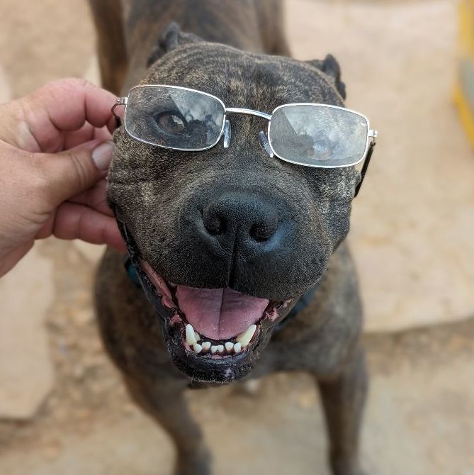 LUCIA (Lou see a), a Adoptable mixed breed in Pena Blanca, NM image 4/12