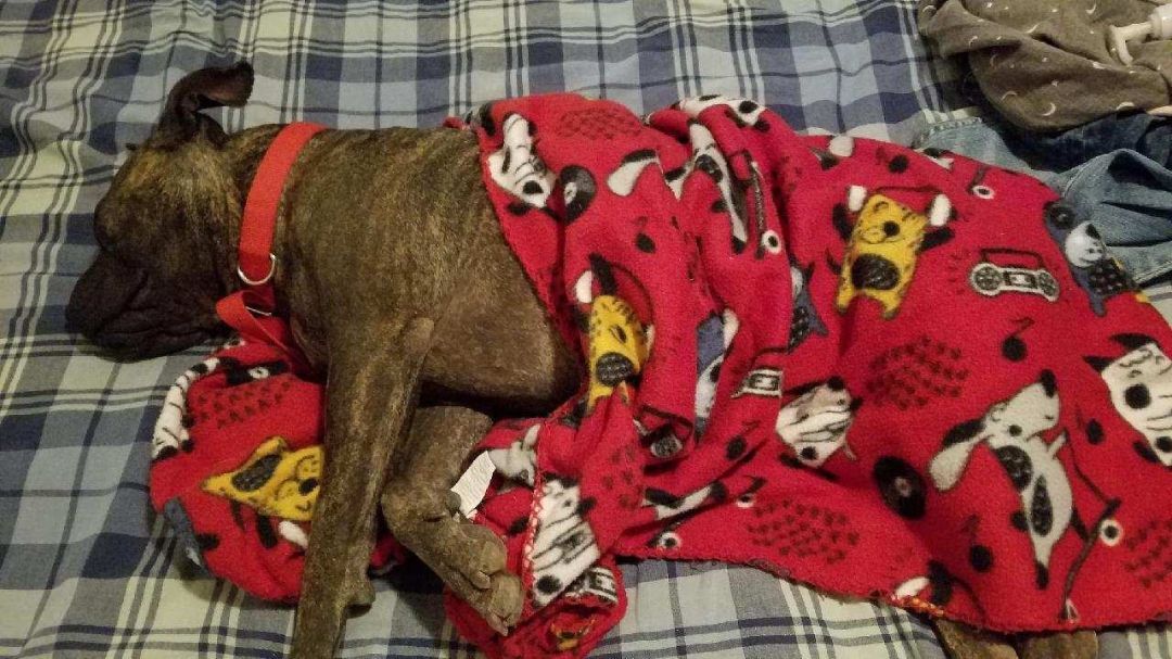 LUCIA (Lou see a), a Adoptable mixed breed in Pena Blanca, NM image 5/12