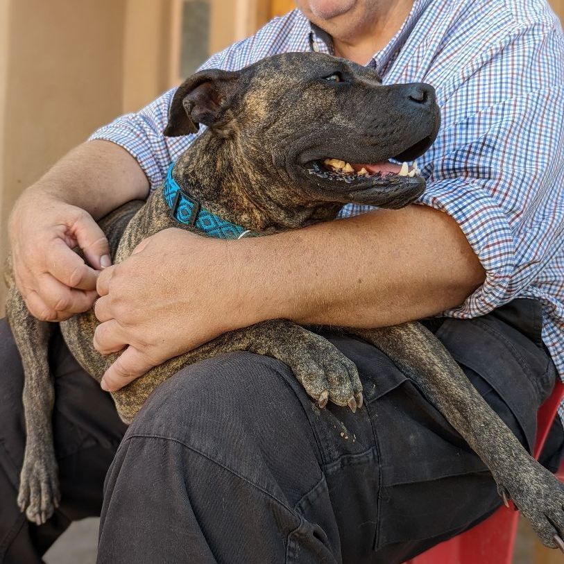 LUCIA (Lou see a), a Adoptable mixed breed in Pena Blanca, NM image 6/12