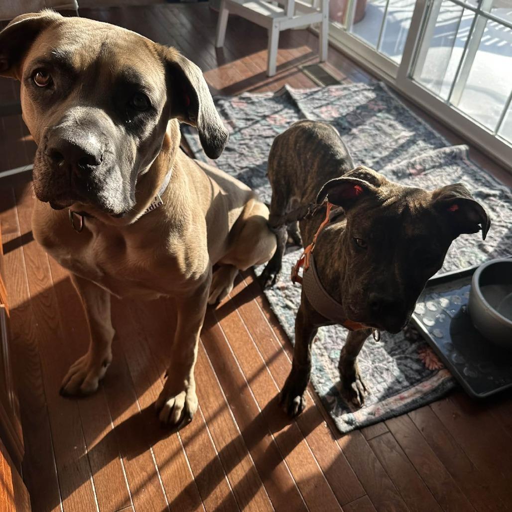 Duck, Adoptable, Young Male Cane Corso.