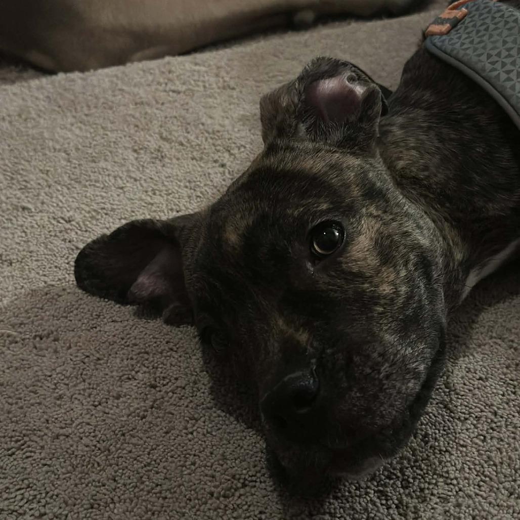 Duck, a Adoptable mixed breed in manchester, PA image 2/6