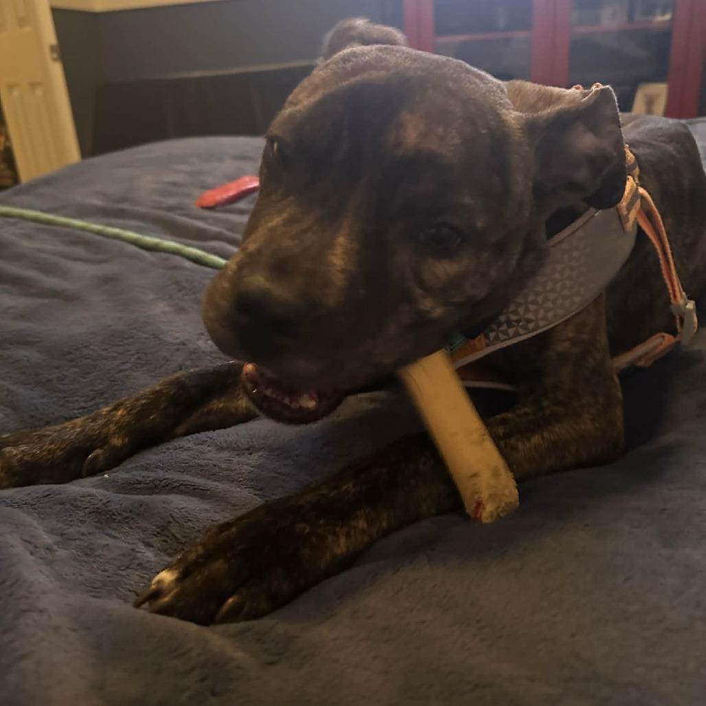 Duck, a Adoptable mixed breed in manchester, PA image 3/6