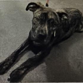 Duck, a Adoptable mixed breed in manchester, PA image 4/6