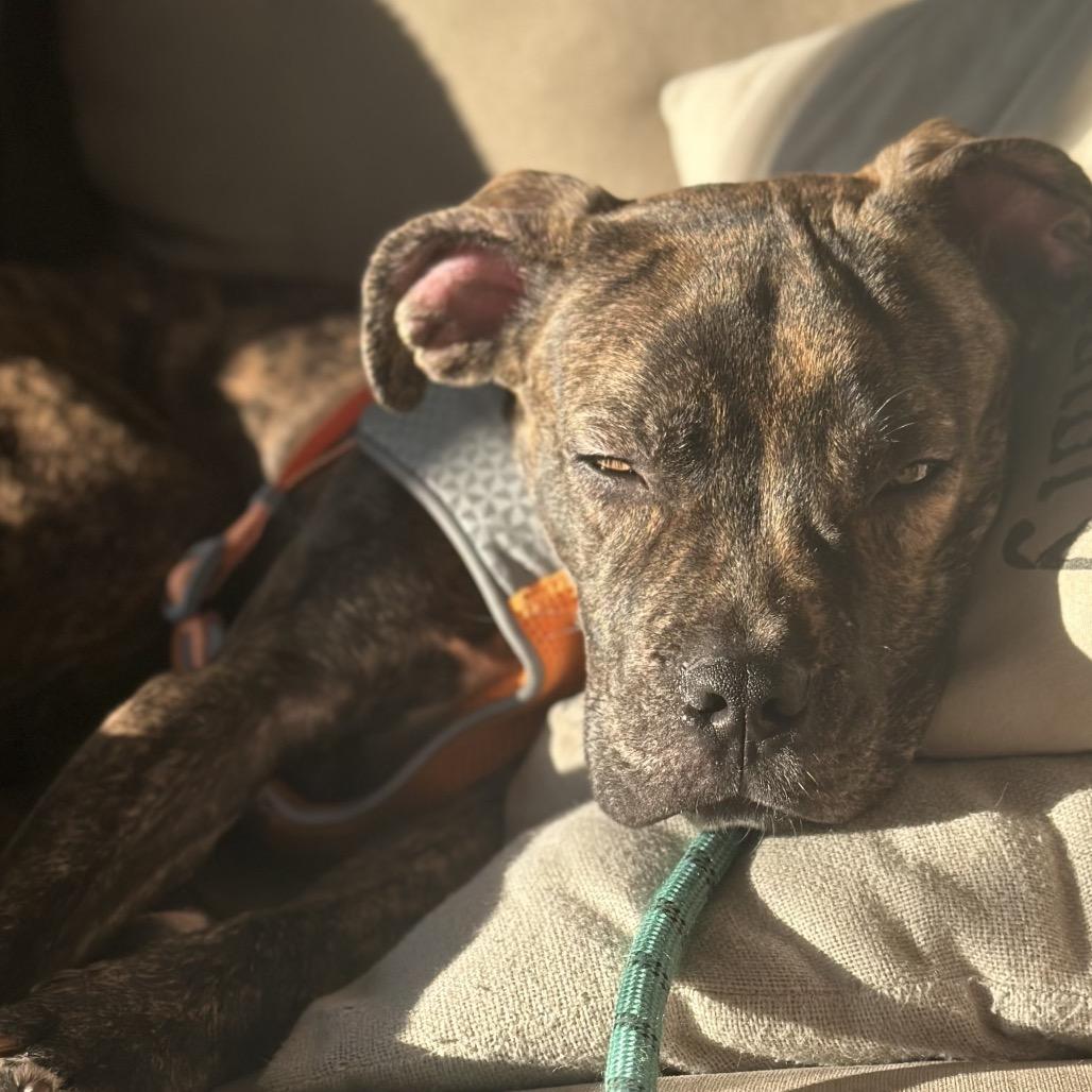 Duck, a Adoptable mixed breed in manchester, PA image 5/6