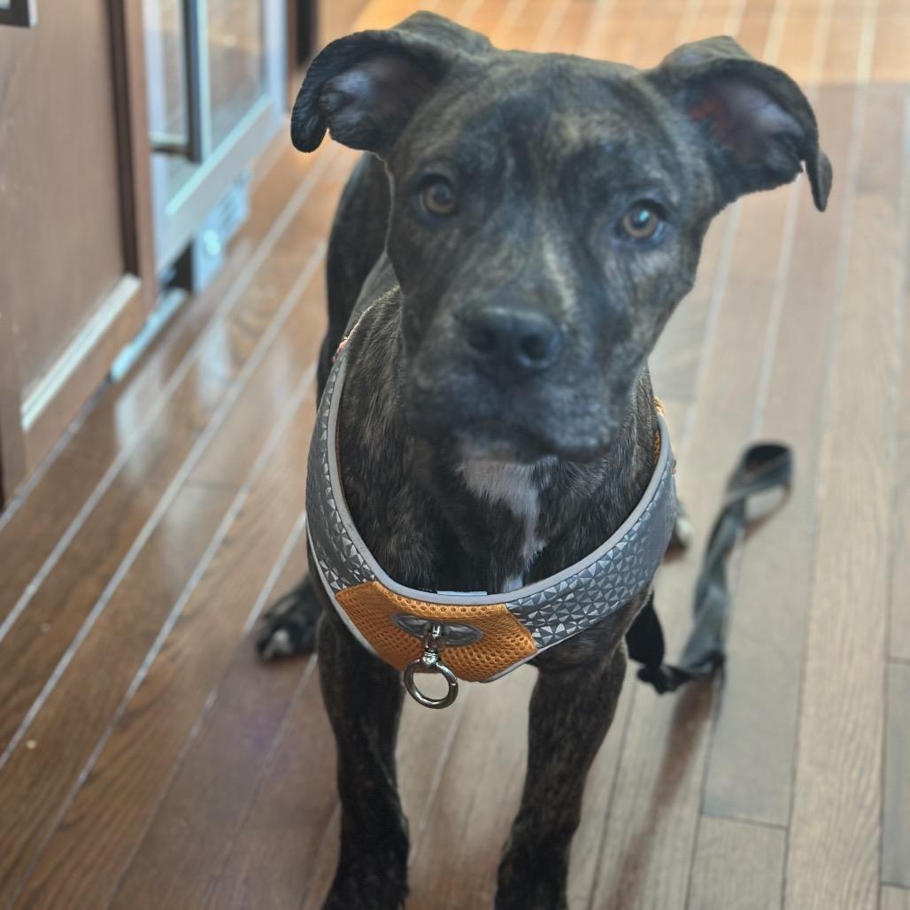 Duck, a Adoptable mixed breed in manchester, PA image 6/6