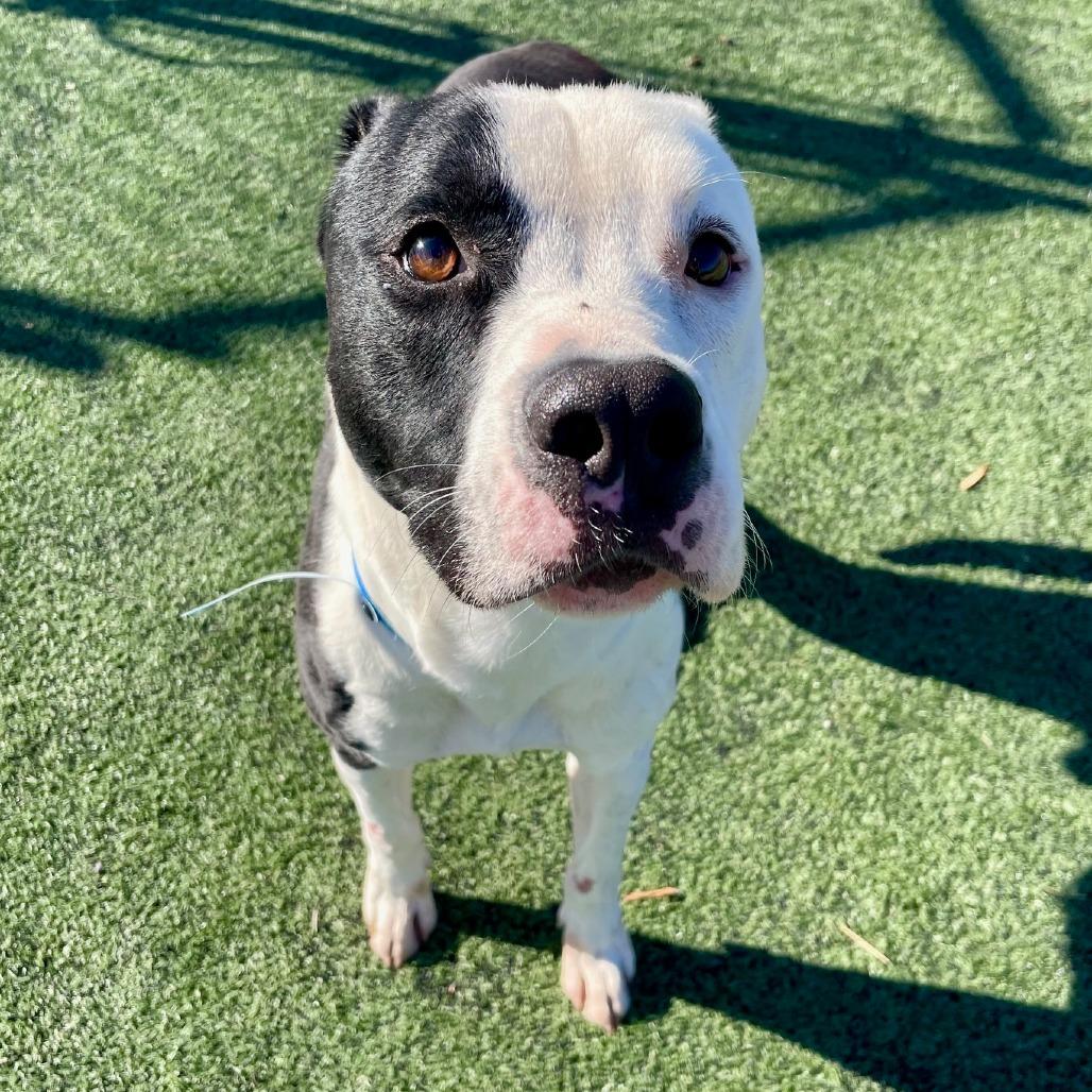 JALEN J, a Adoptable Mixed Breed in Memphis, TN image 1/6