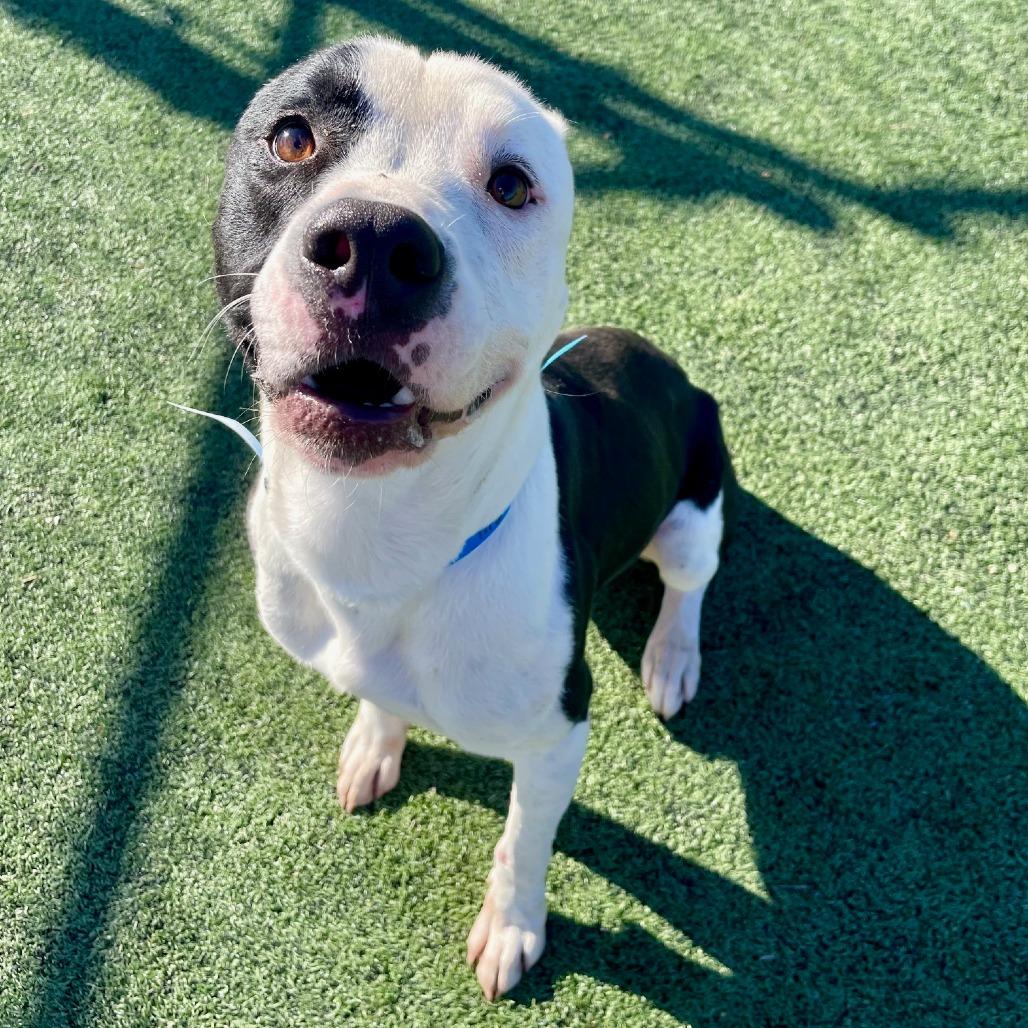 JALEN J, a Adoptable Mixed Breed in Memphis, TN image 2/6