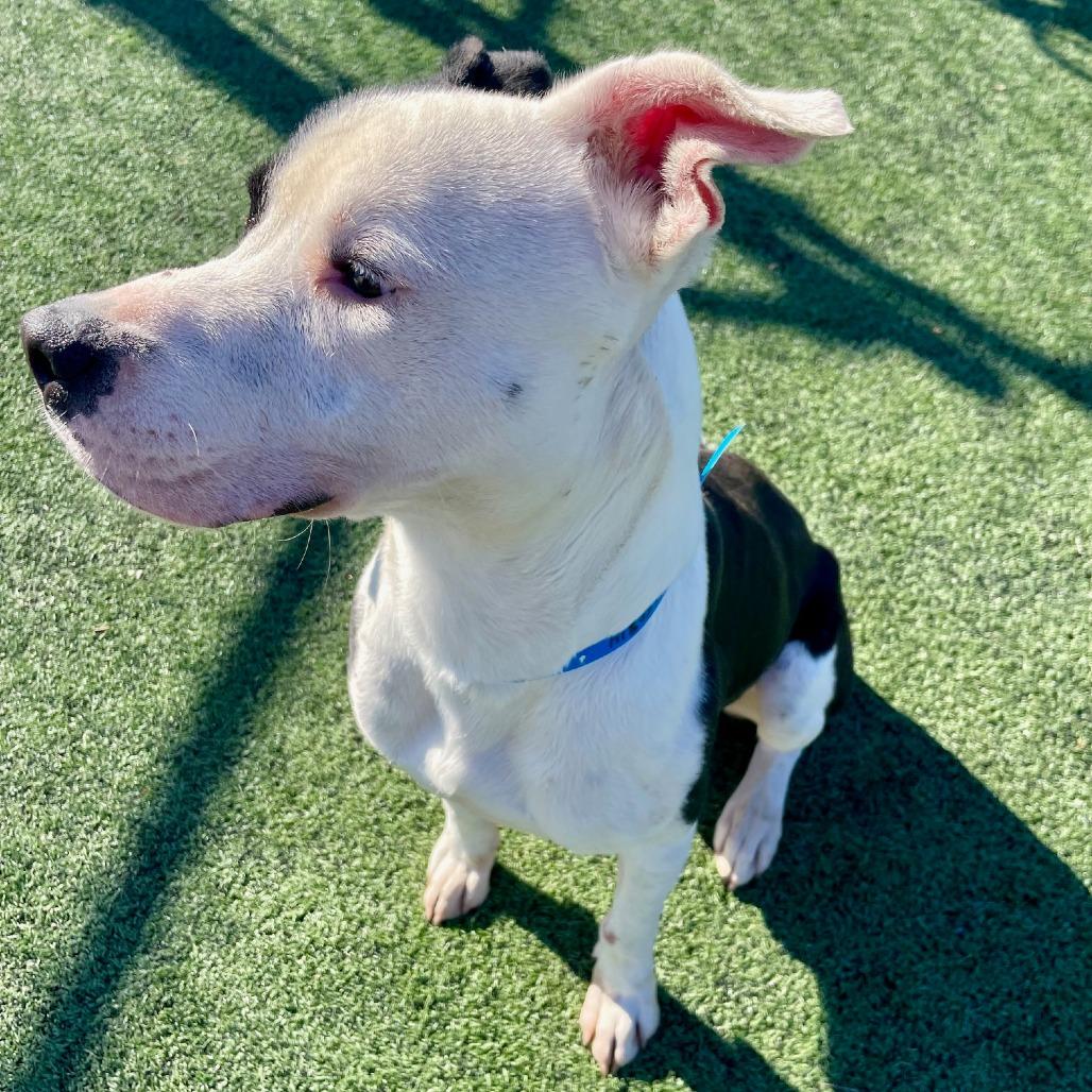 JALEN J, a Adoptable Mixed Breed in Memphis, TN image 3/6