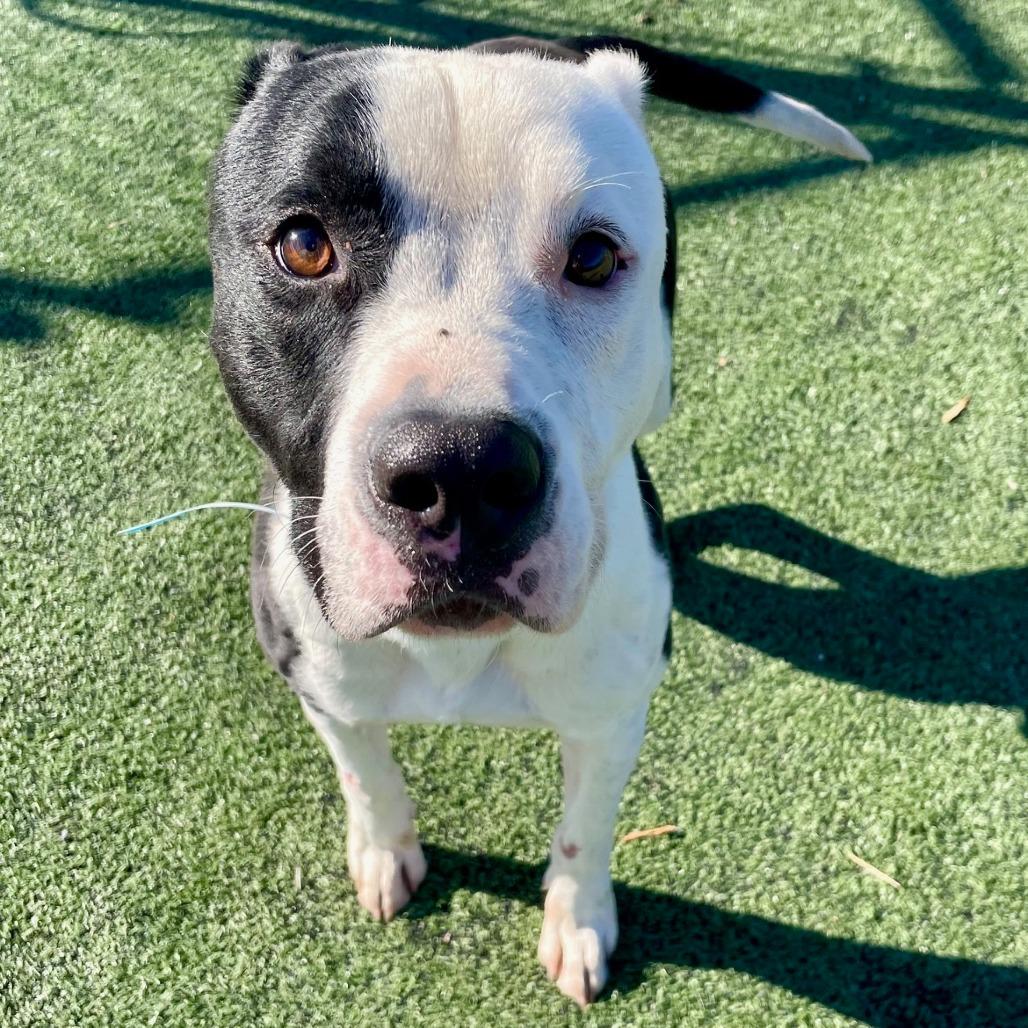 JALEN J, a Adoptable Mixed Breed in Memphis, TN image 4/6