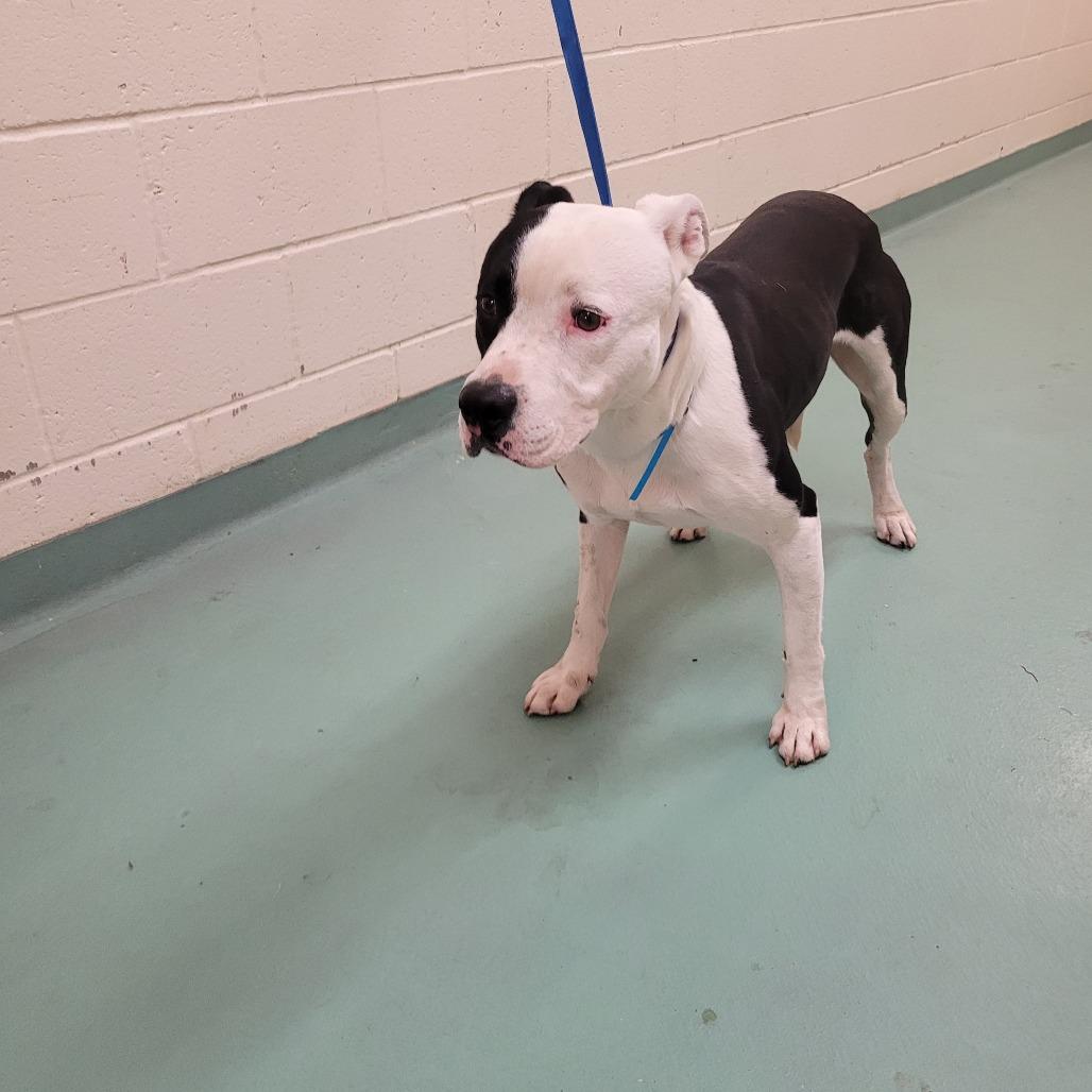 JALEN J, a Adoptable Mixed Breed in Memphis, TN image 5/6