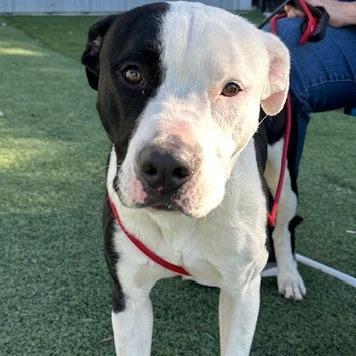 Enlarge JALEN J, a Adoptable Mixed Breed in Memphis, TN image 5/6