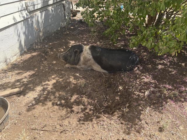 A255392, Adoptable, Young Male Pig.