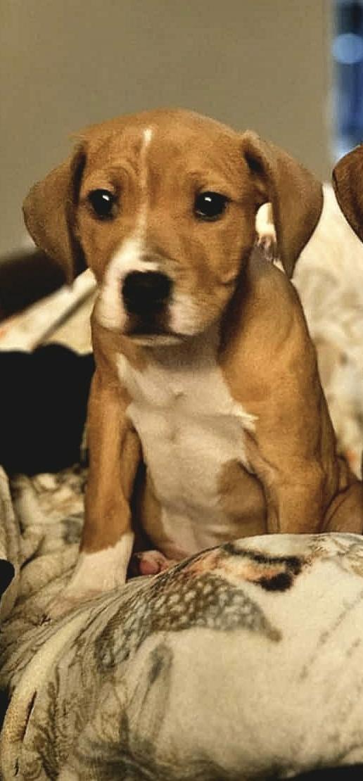 Angelica , ADOPTABLE, Puppy Female Boxer.