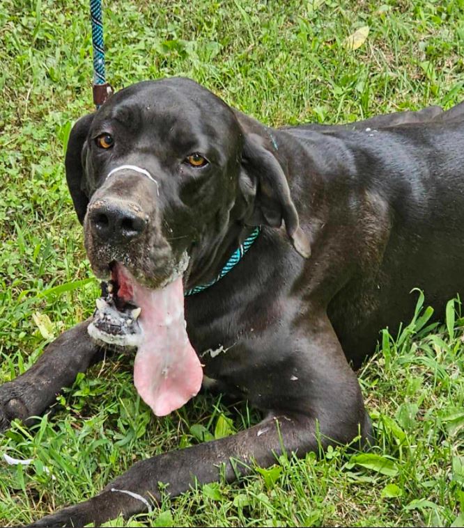 BeeFee, Adoptable, Adult Female Great Dane.