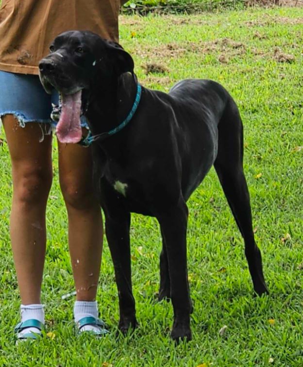 BeeFee, a Adoptable Great Dane in Pomona, MO image 2/3