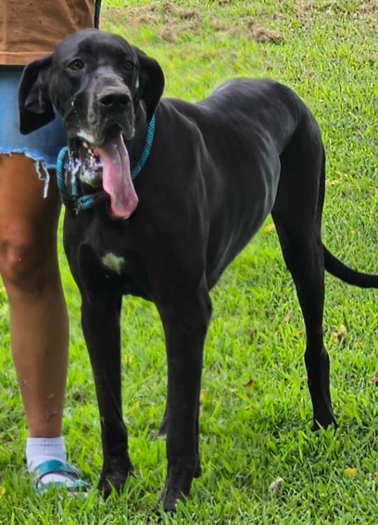 BeeFee, a Adoptable Great Dane in Pomona, MO image 3/3