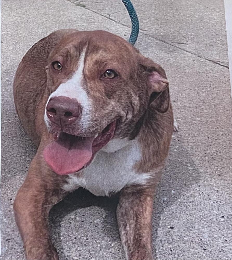 Jerry +, Adoptable, Adult Male Mixed Breed & American Bulldog.