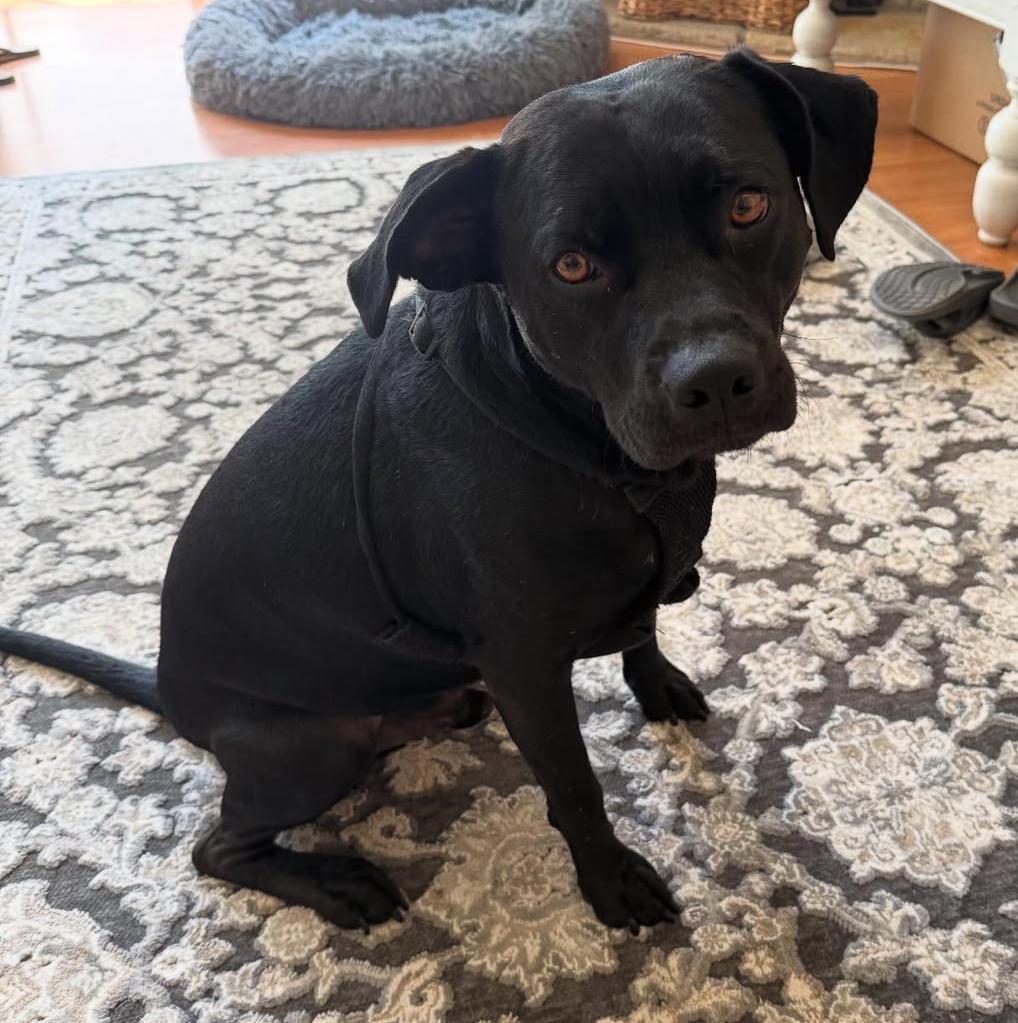 Hi, I'm Mister and I'm a good boy, searching for my happily ever after, a Adoptable mixed breed in Pasadena, CA image 1/6