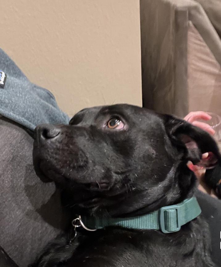 Hi, I'm Mister and I'm a good boy, searching for my happily ever after, a Adoptable mixed breed in Pasadena, CA image 6/6