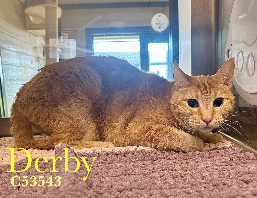 Derby, Adoptable, Senior Male Domestic Short Hair.
