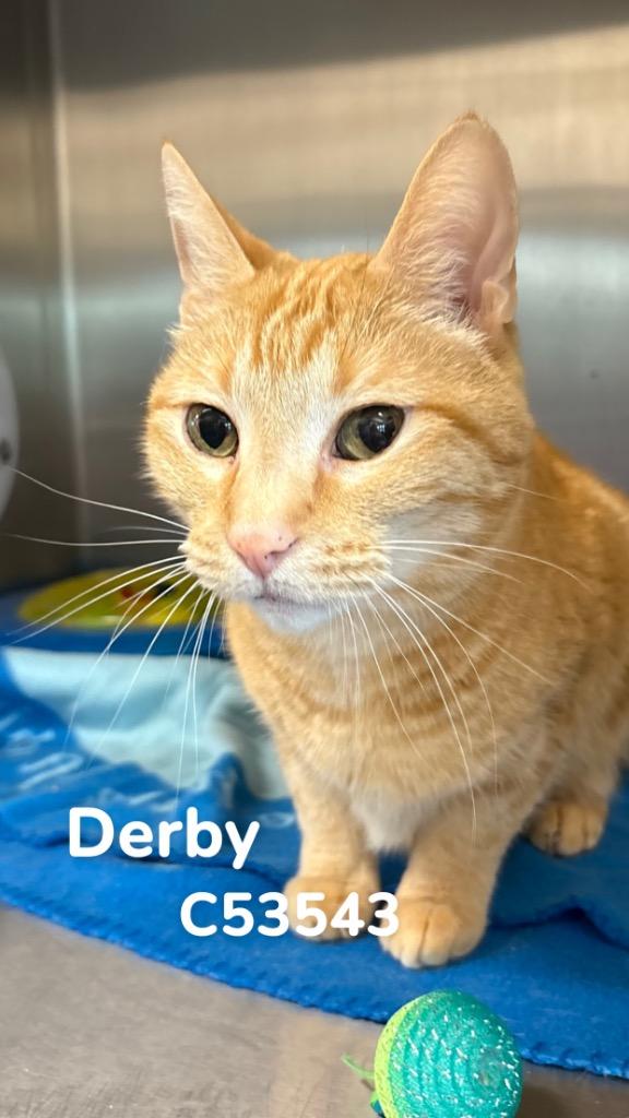 Derby, a Adoptable mixed breed in Clarksville, TN image 2/2