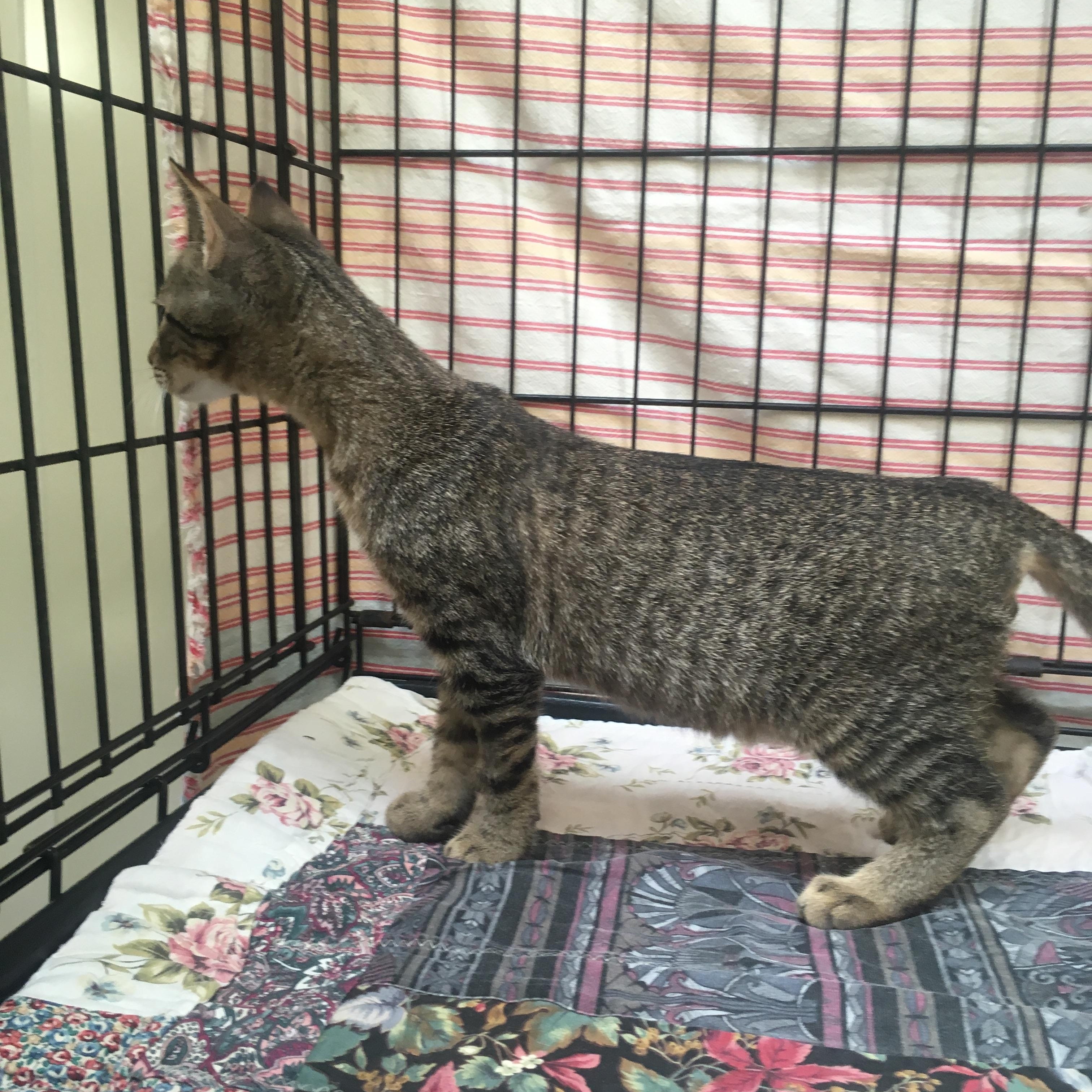 Enlarge Tristan, a Adoptable mixed breed in Leicester, NC image 2/4