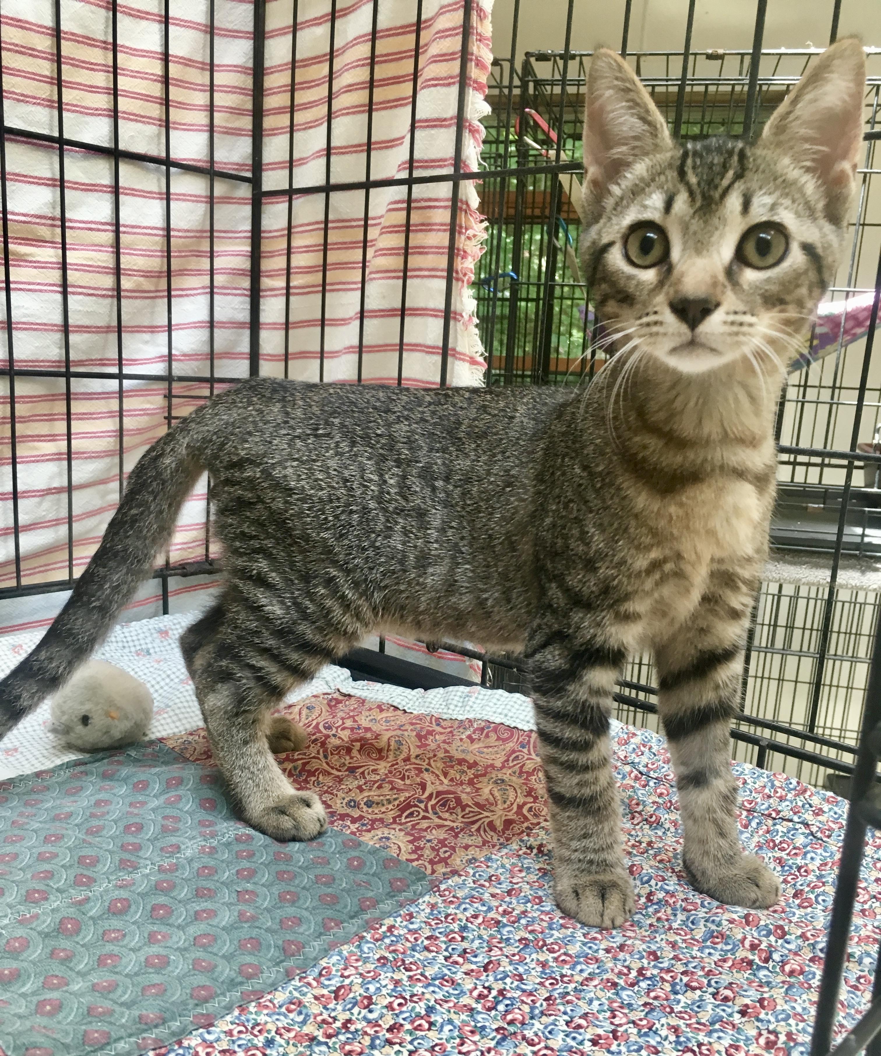 Tristan, Adoptable, Young Male Tabby.