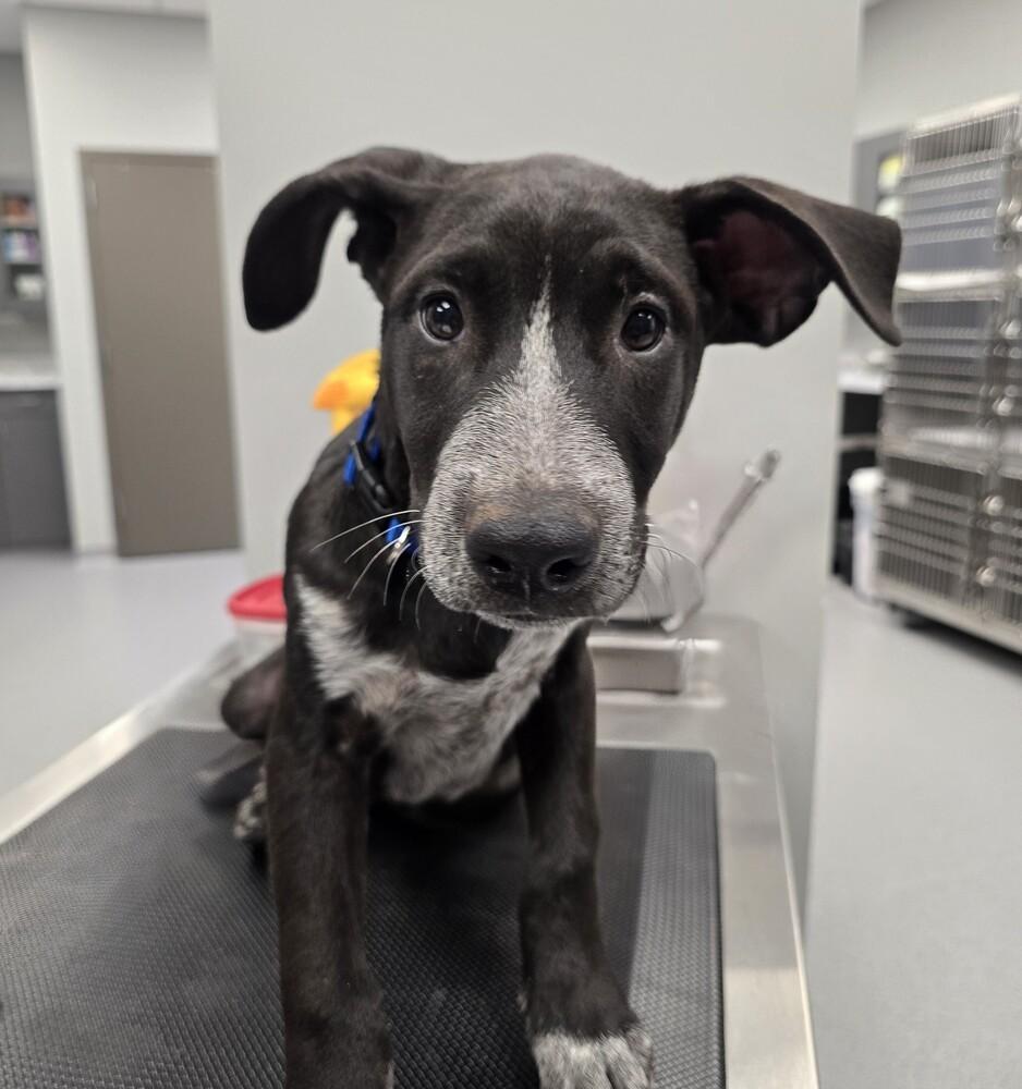 Enlarge Security, a Adoptable mixed breed in Wellington, KS image 2/6