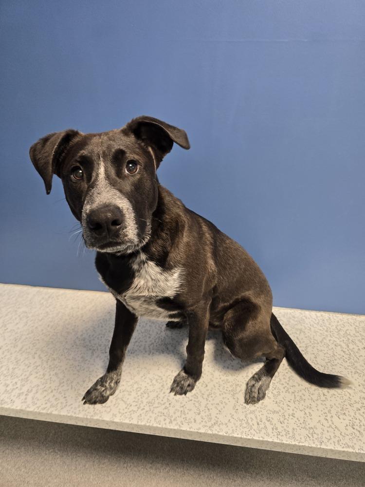 Enlarge Security, a Adoptable mixed breed in Wellington, KS image 4/6