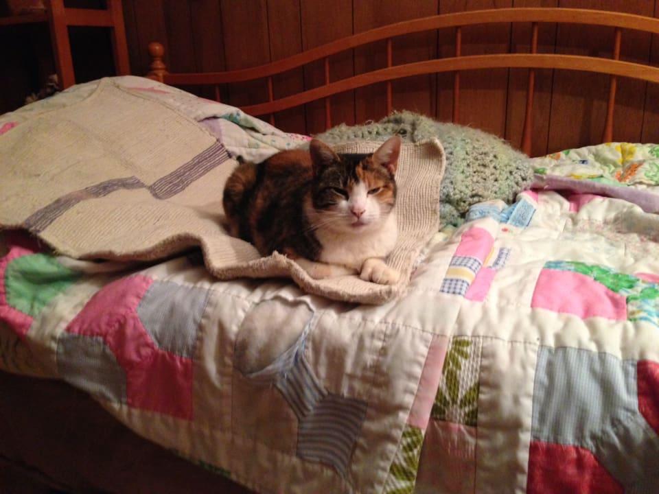 Enlarge Snoozer, a Adoptable Domestic Short Hair in Paradise, CA image 1/1