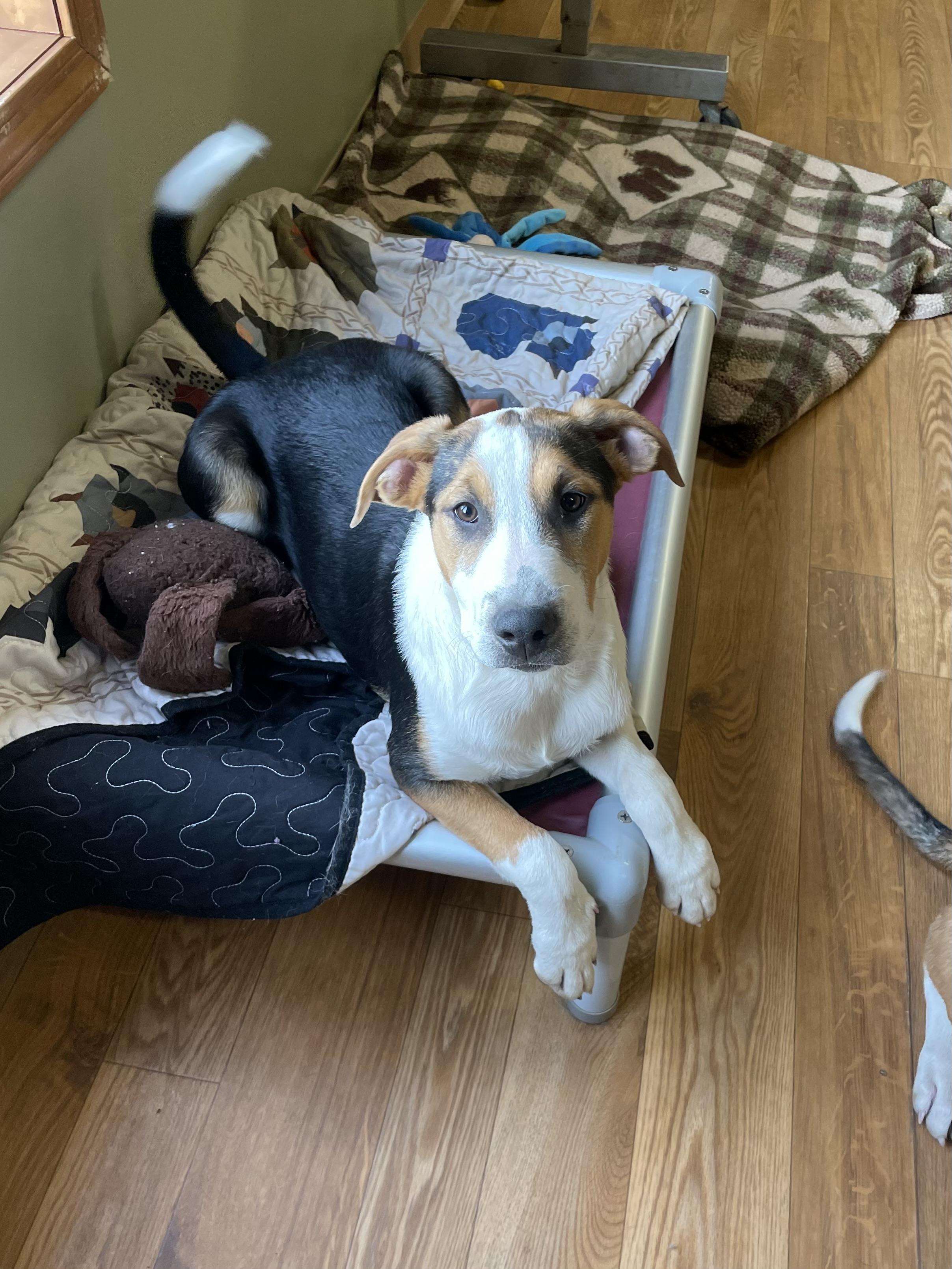 Enlarge Effie, a ADOPTABLE mixed breed in Bellaire, MI image 3/6