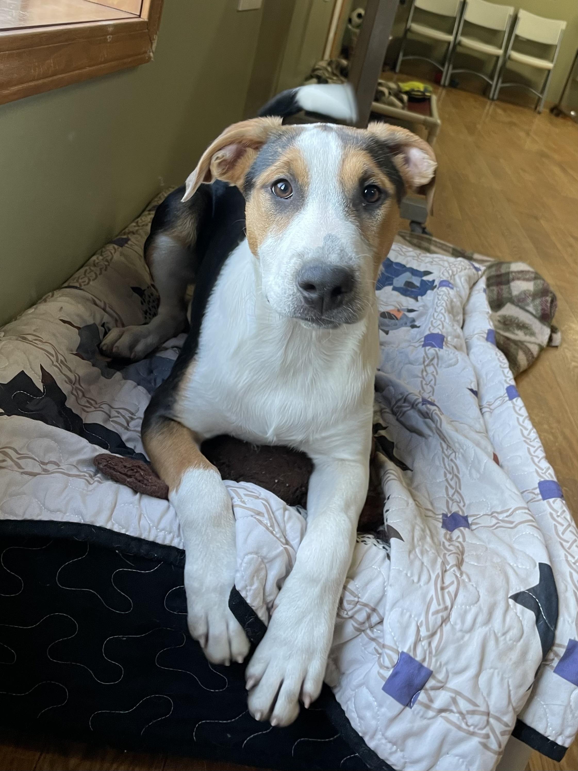 Effie, ADOPTABLE, Young Female Rough Collie & Pit Bull Terrier.