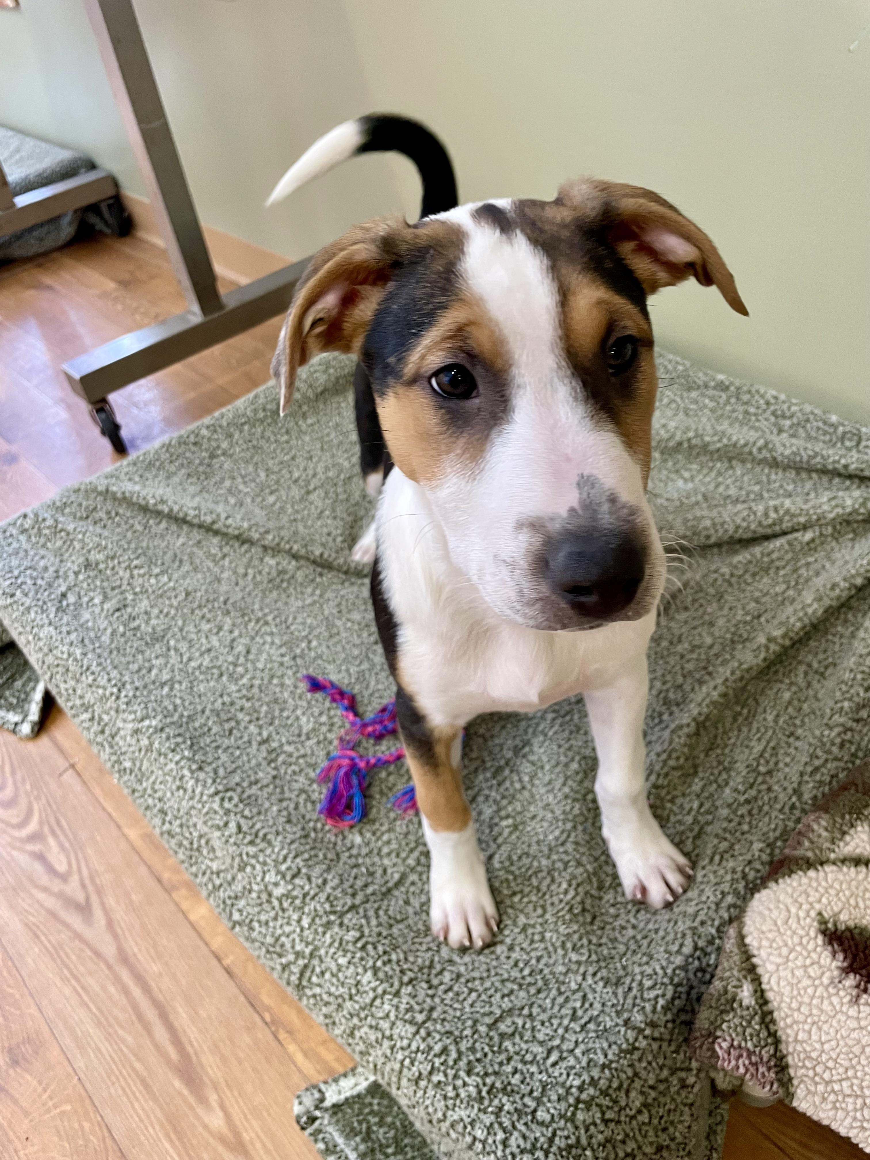 Enlarge Effie, a ADOPTABLE mixed breed in Bellaire, MI image 5/6