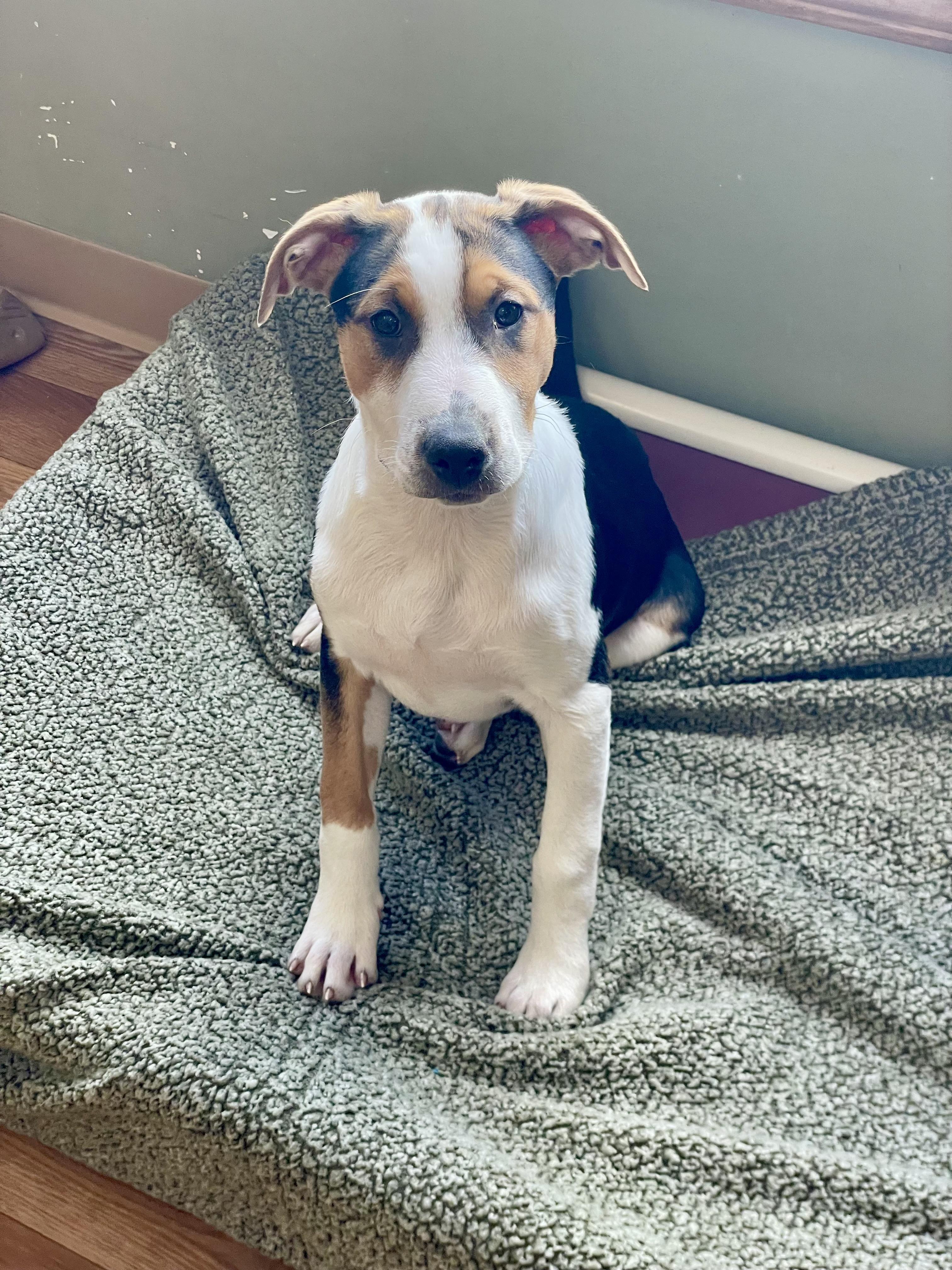Enlarge Effie, a ADOPTABLE mixed breed in Bellaire, MI image 4/6