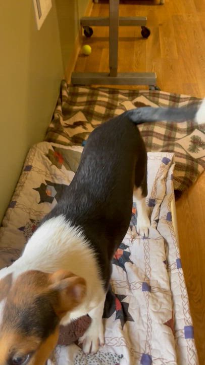 Enlarge Effie, a ADOPTABLE mixed breed in Bellaire, MI video 6/6