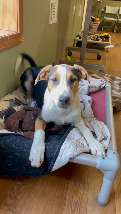 Enlarge Effie, a ADOPTABLE mixed breed in Bellaire, MI video 2/6