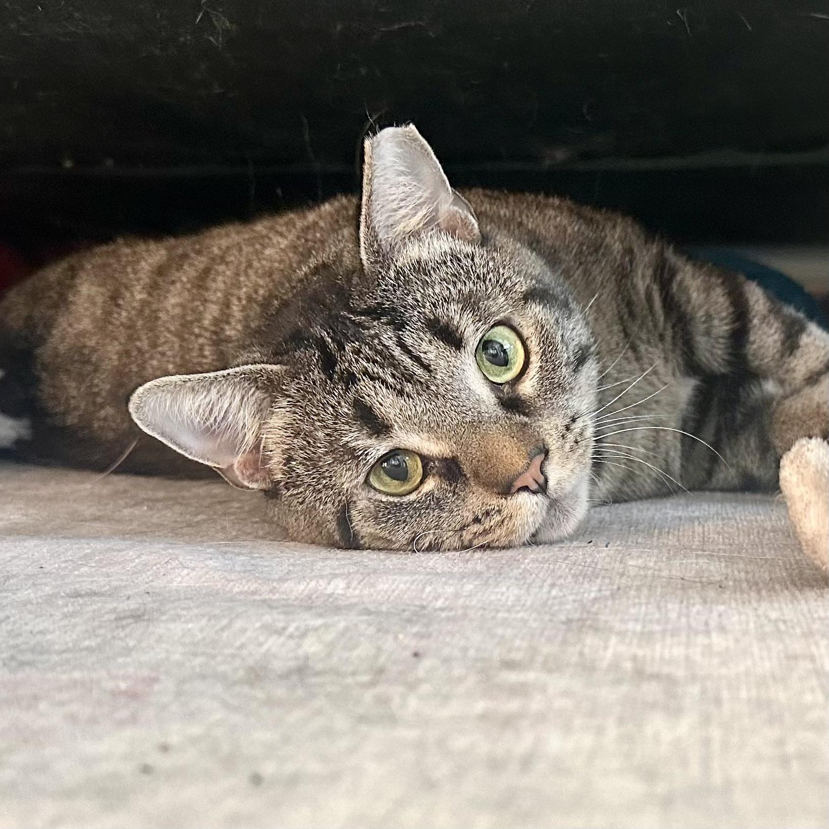 Funky Munky, Adult Male Domestic Short Hair